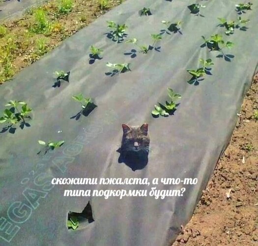 Открытка подкормки будит