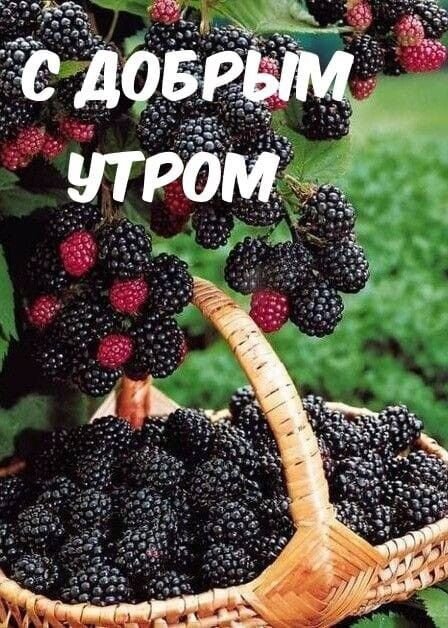 Открытка Доброе утро