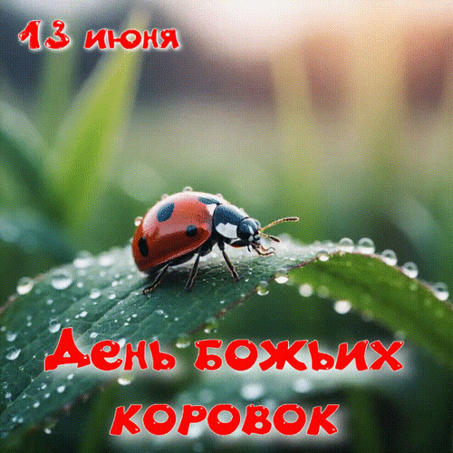 Анимированная открытка 13 июня День божьих коровок