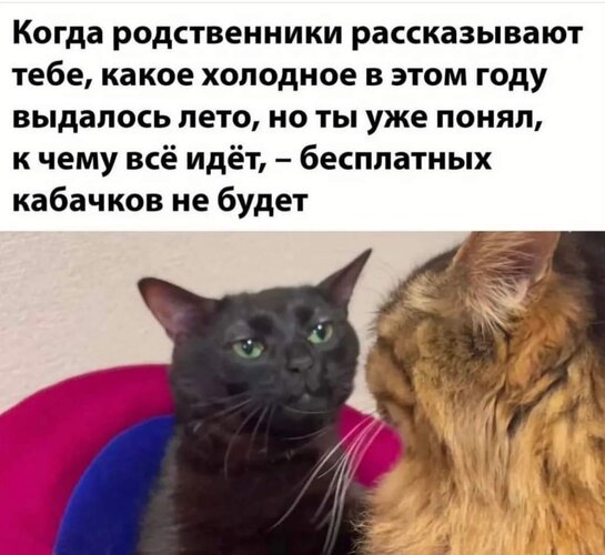 Открытка Бесплатных кабачков не будет