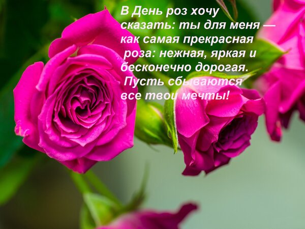 Открытка В День роз хочу сказать: ты для меня — как самая прекрасная роза: нежная, яркая и бесконечно дорогая