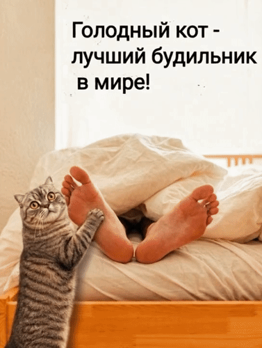 Анимированная открытка Голодный кот - лучший будильник в мире!