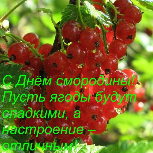 Открытка С Днём смородины! Пусть ягоды будут сладкими, а настроение – отличным!