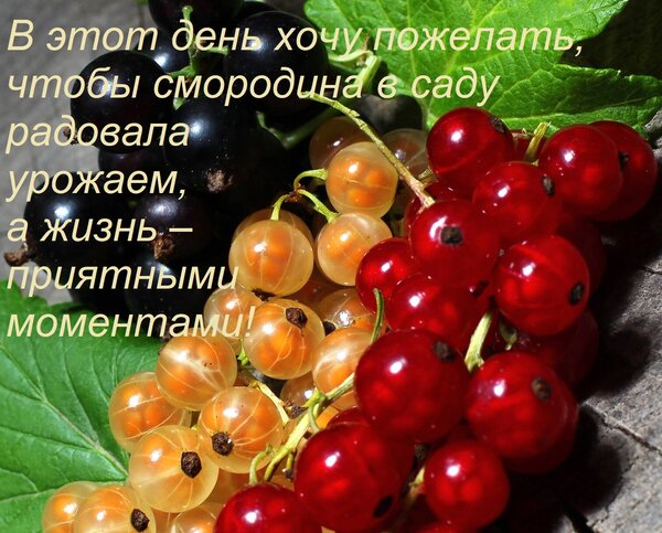 Открытка В этот день хочу пожелать, чтобы смородина в саду радовала урожаем, а жизнь – приятными моментами!