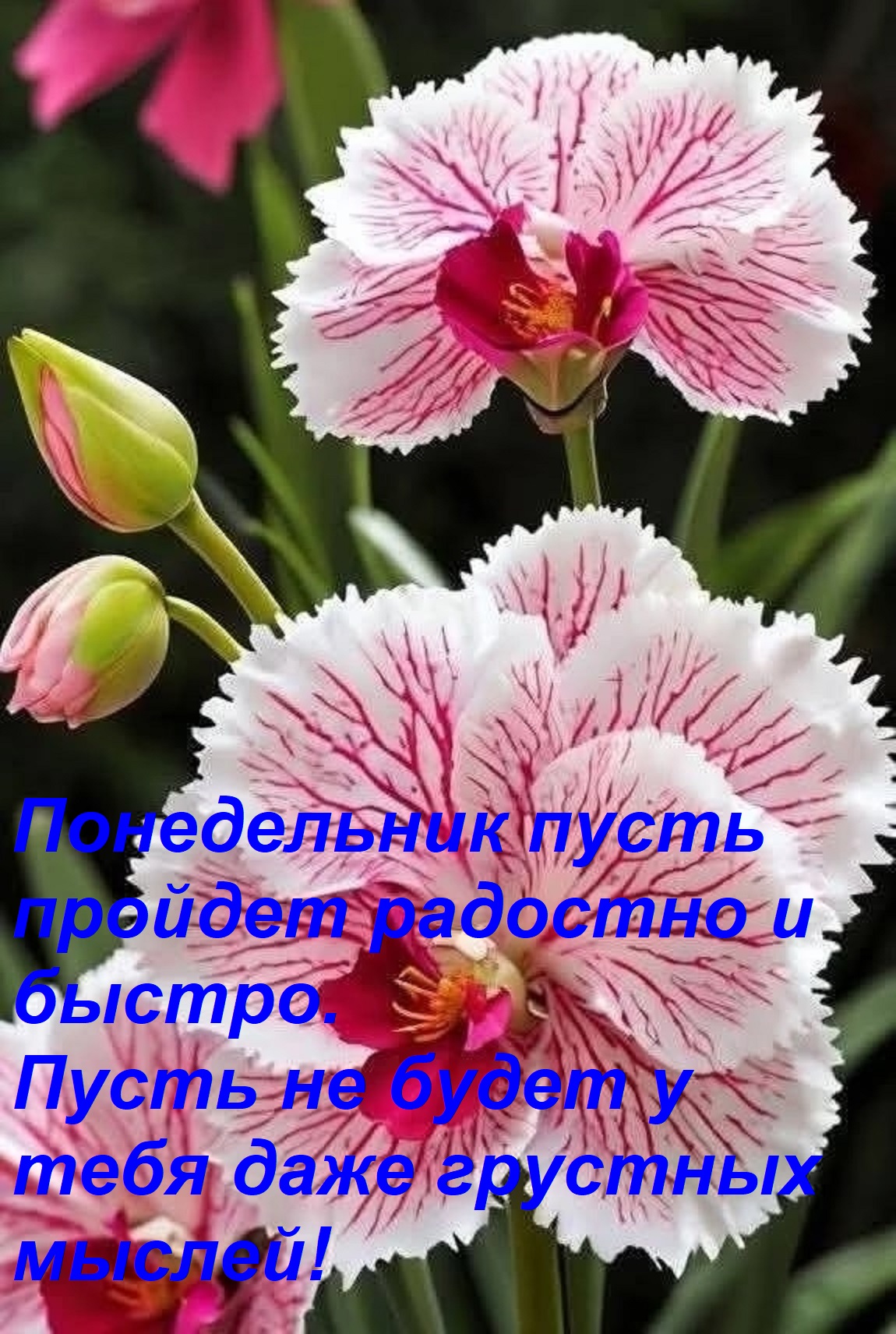 Открытка Понедельник пусть пройдет радостно и быстро. Пусть не будет у тебя даже грустных мыслей!