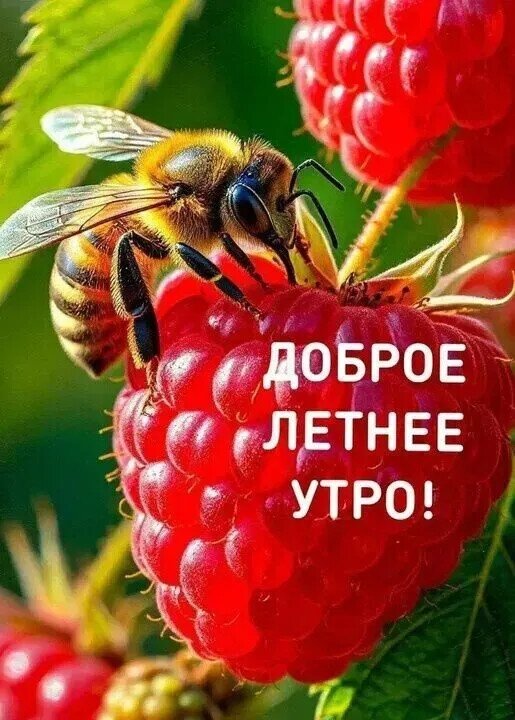 Открытка Доброе летнее утро