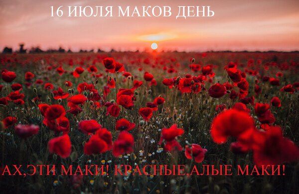 Открытка 16 июля маков день Ах,эти маки красные,алые маки!