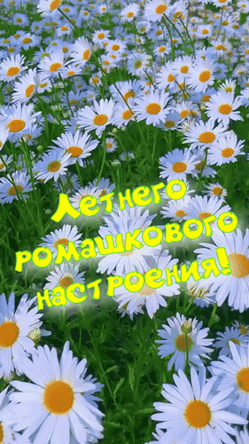 Анимированная открытка Летнего ромашкового настроения!