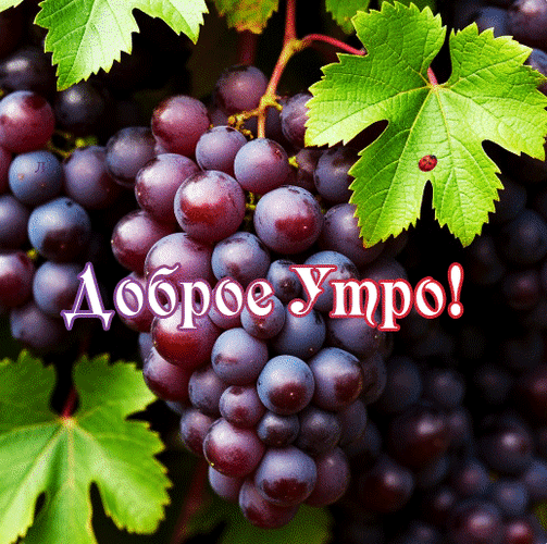 Анимированная открытка Доброе утро!