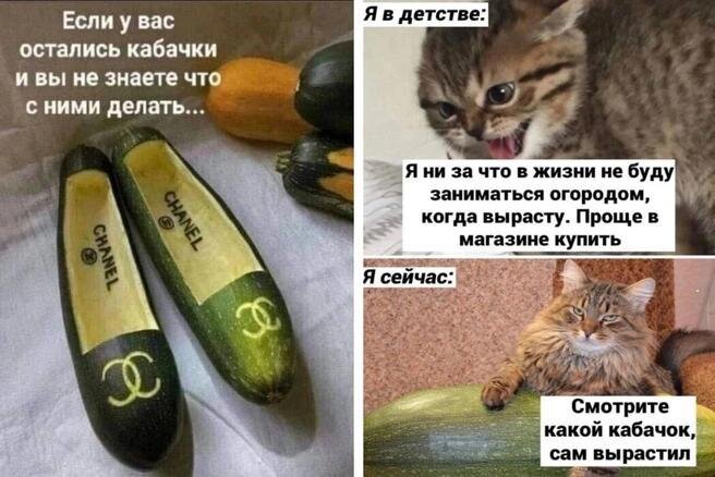 Открытка Кабачки