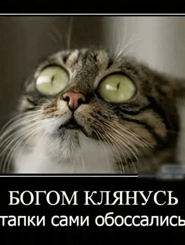 Анимированная открытка Богом клянусь! Тапки сами обоссались!
