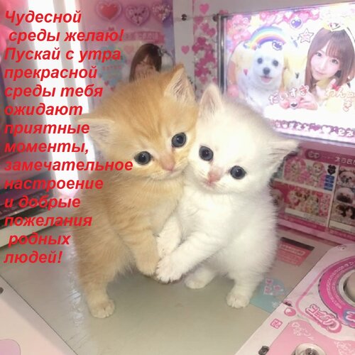 Открытка Чудесной среды желаю! Пускай с утра прекрасной среды тебя ожидают приятные моменты, замечательное