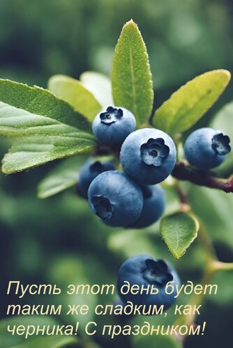 Открытка Пусть этот день будет таким же сладким, как черника! С праздником!