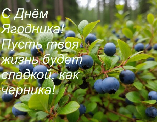 Открытка С Днём Ягодника! Пусть твоя жизнь будет сладкой, как черника!
