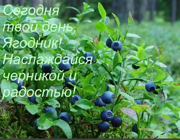 Открытка Сегодня твой день, Ягодник! Наслаждайся черникой и радостью!