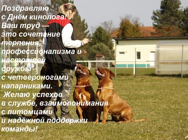 Открытка Поздравляю с Днём кинолога! Ваш труд — это сочетание терпения, профессионализма и настоящей дружбы с