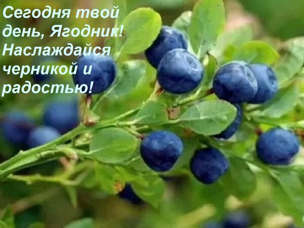Открытка Сегодня твой день, Ягодник! Наслаждайся черникой и радостью!