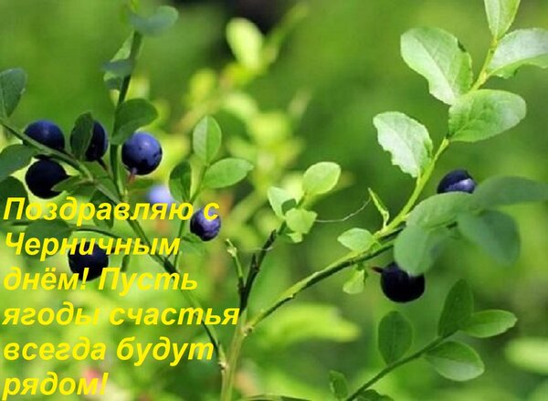 Открытка Поздравляю с Черничным днём! Пусть ягоды счастья всегда будут рядом!