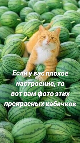 Открытка Кабачок