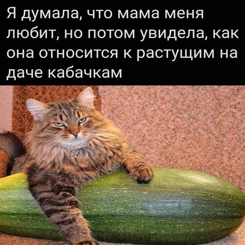 Открытка Кабачок
