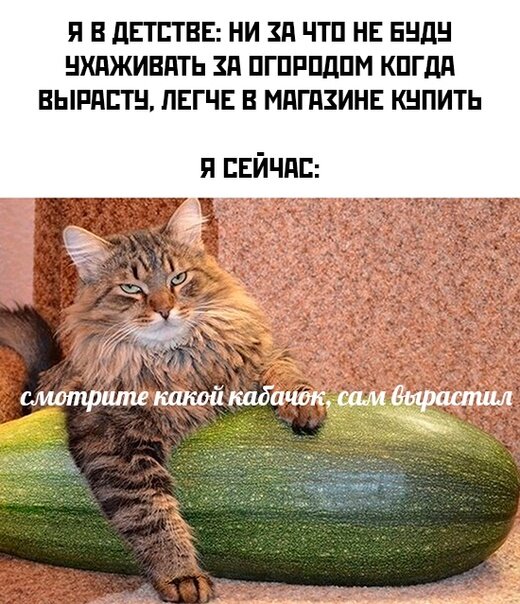 Открытка Кабачок