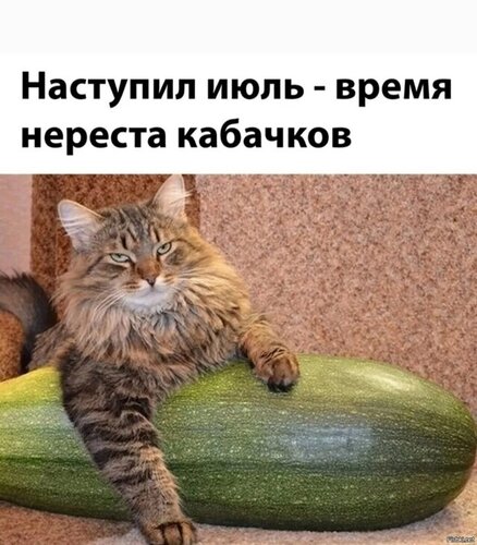 Открытка Кабачок