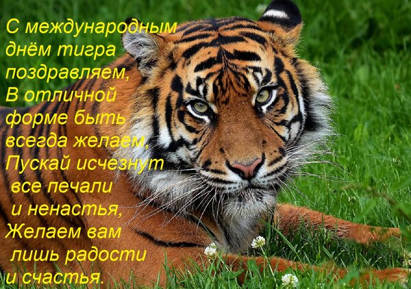 Открытка С международным днём тигра поздравляем, В отличной форме быть всегда желаем, Пускай исчезнут все печ