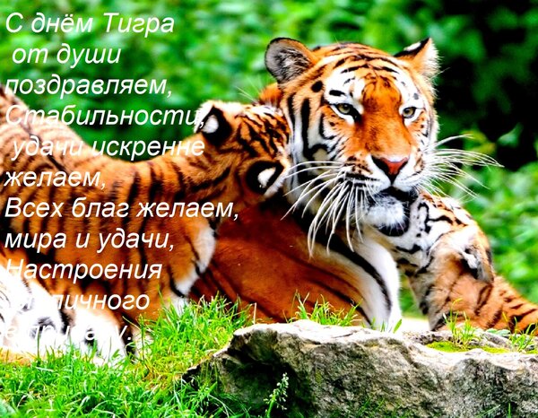 Открытка С днём Тигра от души поздравляем, Стабильности, удачи искренне желаем, Всех благ желаем, мира и удач