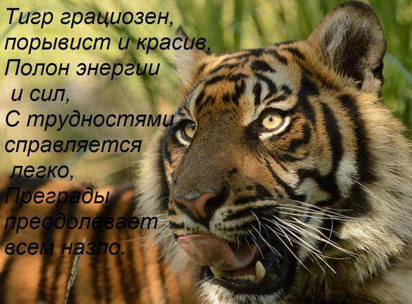 Открытка Тигр грациозен, порывист и красив, Полон энергии и сил, С трудностями справляется легко, Преграды пр