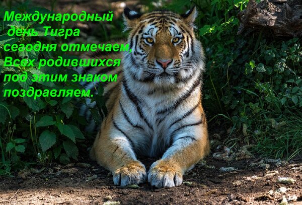 Открытка Международный день Тигра сегодня отмечаем, Всех родившихся под этим знаком поздравляем.