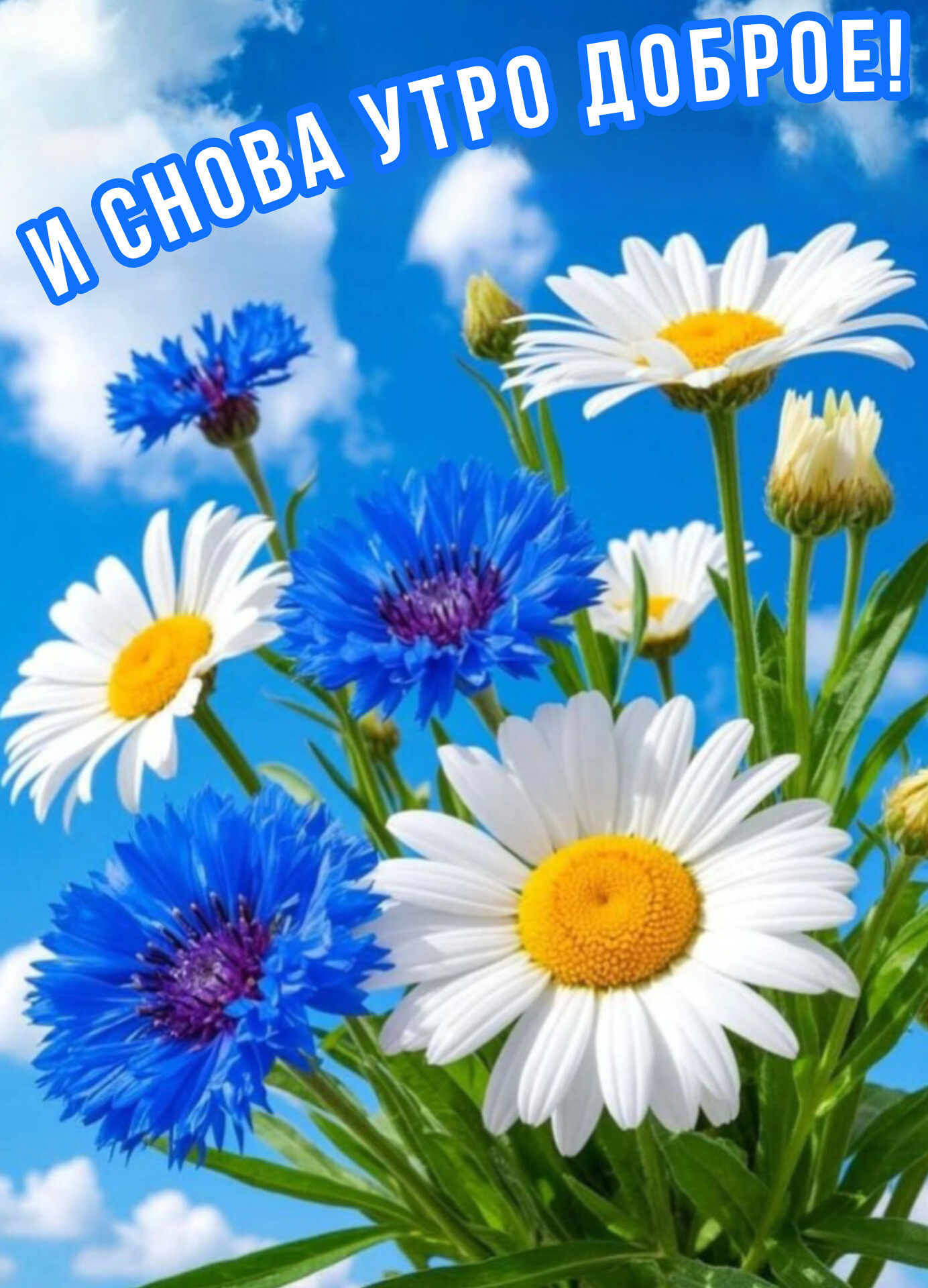 Открытка И снова утро доброе!