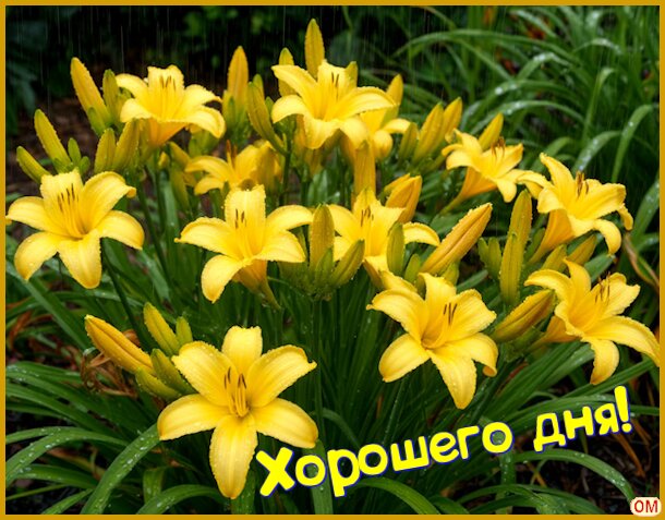 Открытка цветы 1