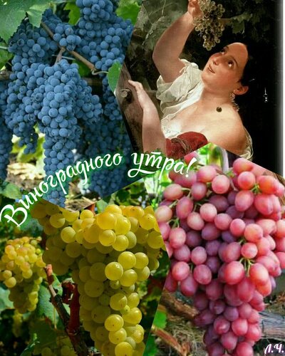 Открытка Виноградного утра