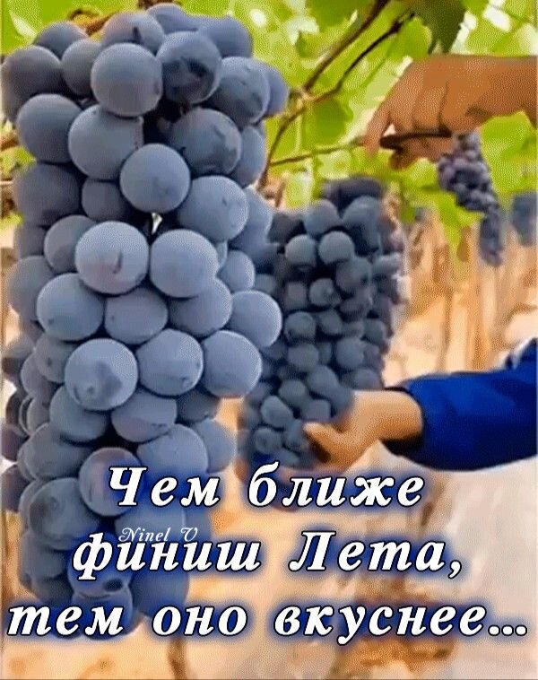 Открытка Чем ближе финиш лета