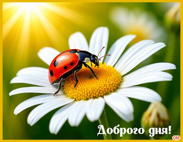 Открытка Доброго дня!