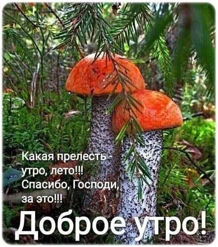 Открытка Доброе утро