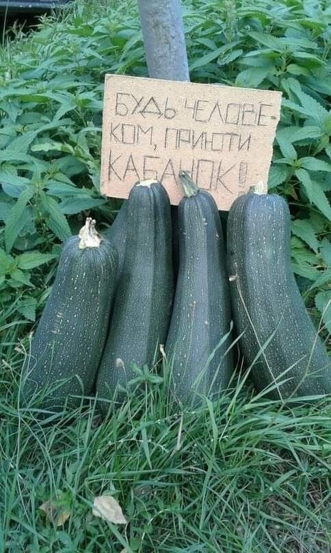 Открытка Будь человеком приюти