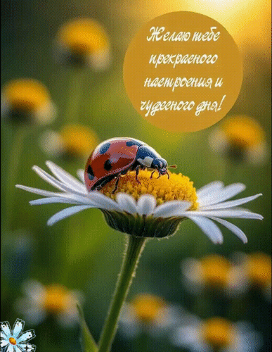 Анимированная открытка Желаю тебе прекрасного настроения и чудесного дня!