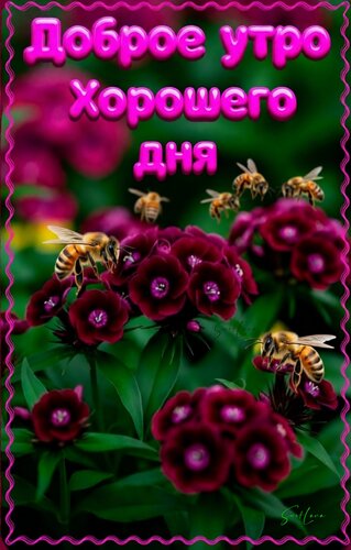 Открытка Доброе утро. Хорошего дня.