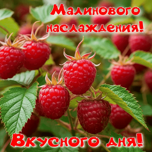 Анимированная открытка Вкусного дня! Малинового наслаждения!