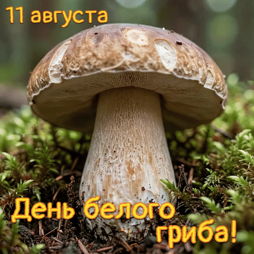 Анимированная открытка 11 августа День белого гриба