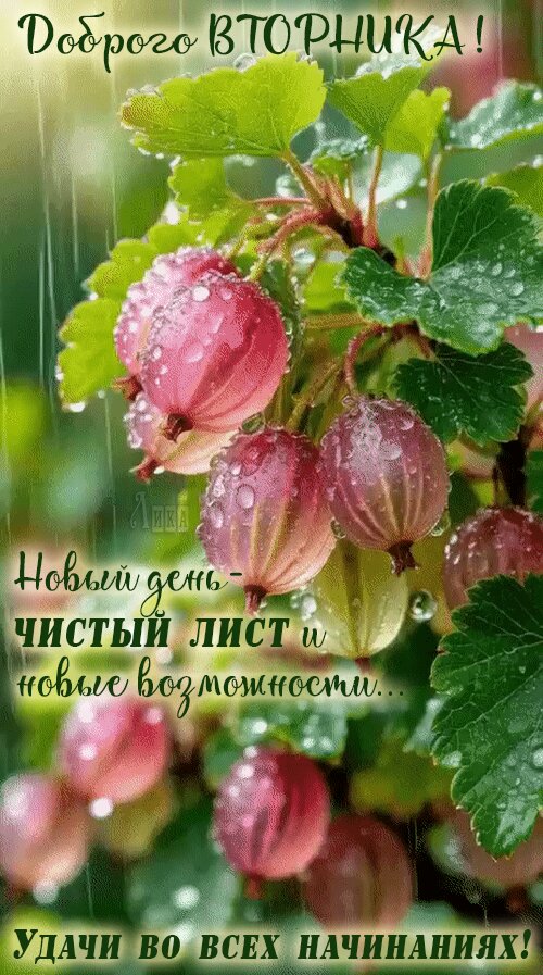 Открытка Доброго вторника