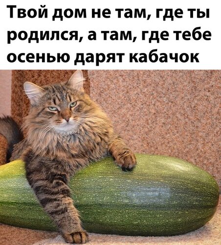 Открытка твой дом где дарят кабачок