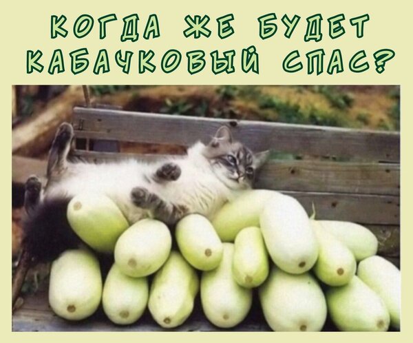 Открытка когда же кабачковый спас