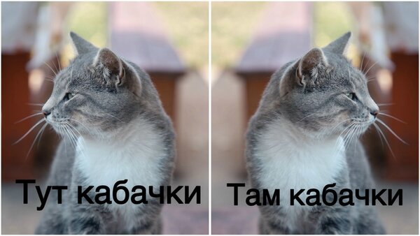 Открытка тут кабачки и там