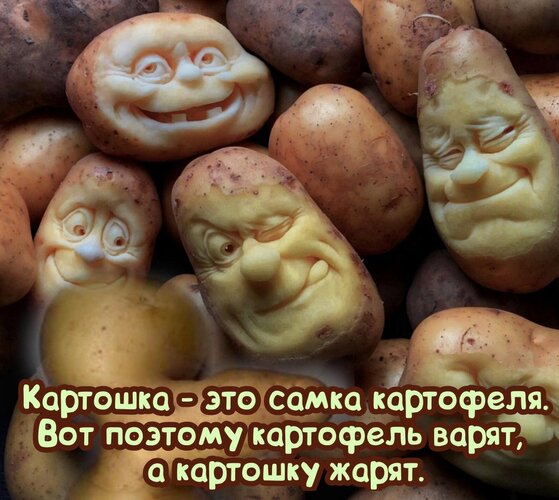 Открытка Картошка это самка