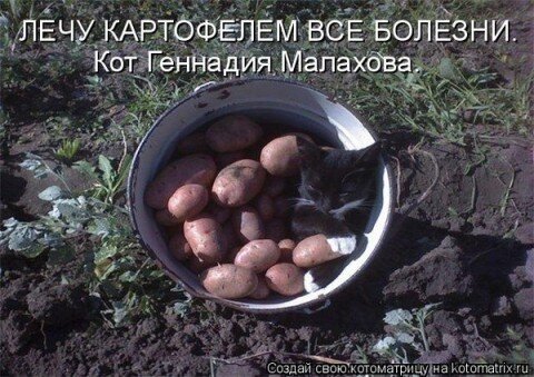 Открытка Лечу картофелем