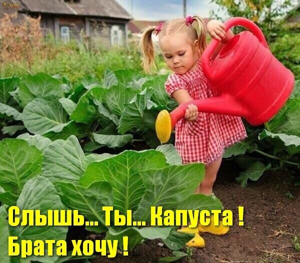 Открытка слышь ты капуҫта