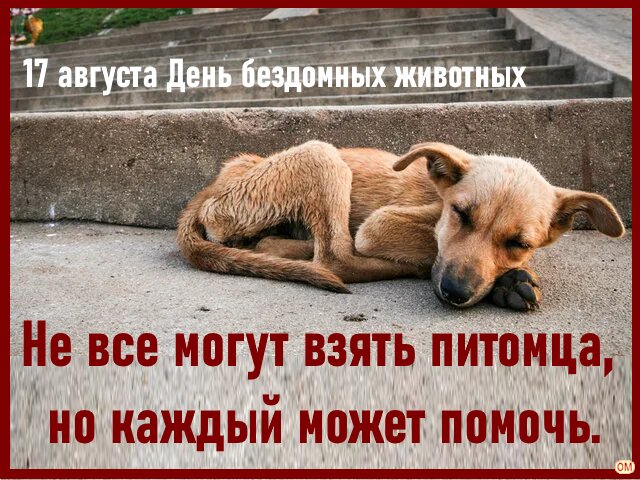 Открытка День бездомных животных 1