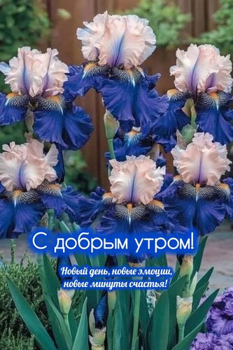 Открытка Доброе утро